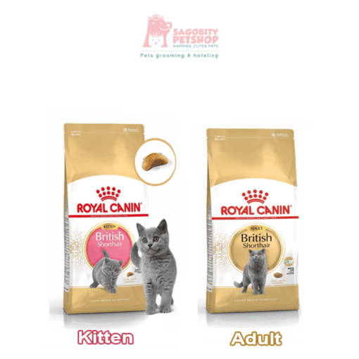 Thức ăn hạt cho mèo Anh lông ngắn - Royal Canin